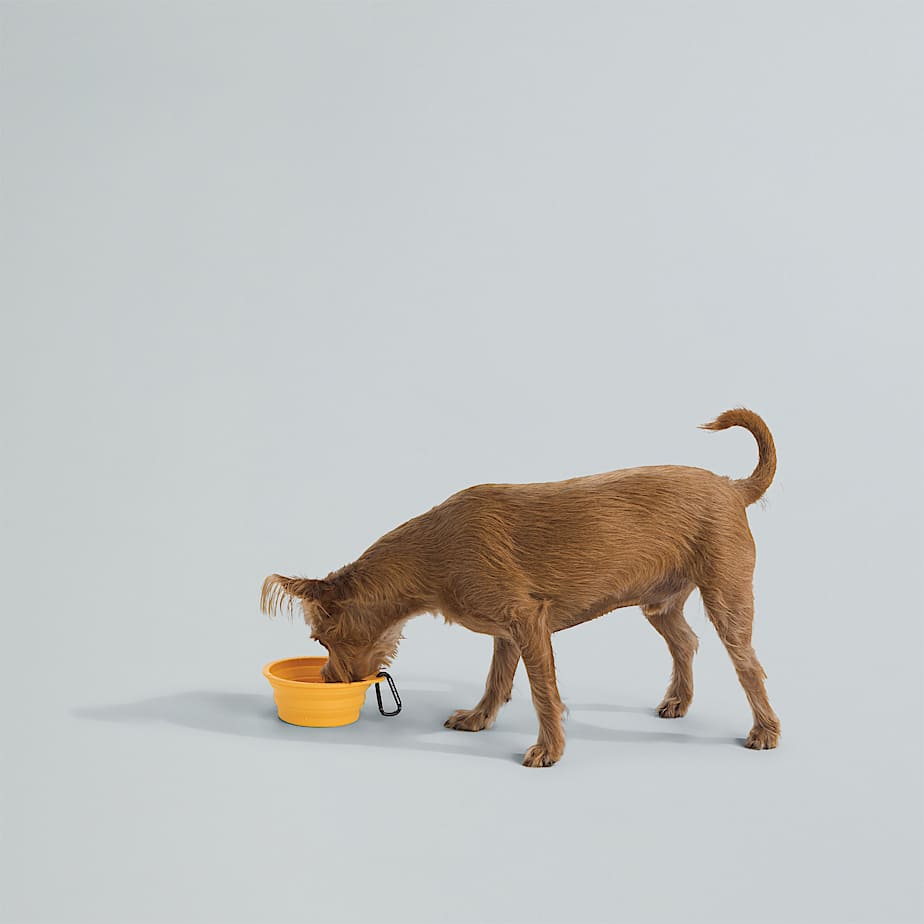 TNF Collapsible Pet Bowl